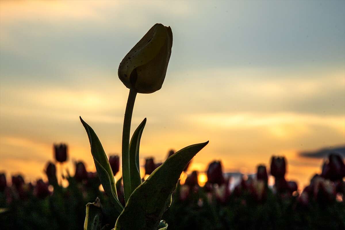 Konya’dan günübirlik kaçanlar çok! Ünlü lale cenneti ziyaretçilerini bekliyor 19